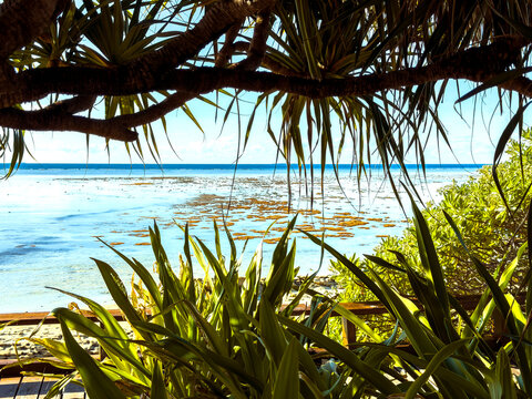 Pandanus trees frame the tropical coastline of Heron Island on the Great Barrier Reef, Queensland, Australia.