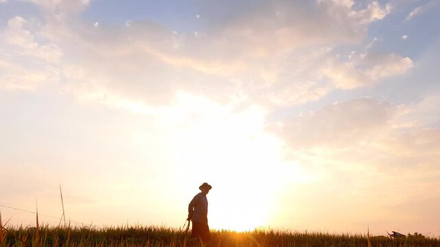 The silhouette of a farmer walking along a rice field ridge at sunrise, set against a blue sky with white clouds and framed by rice plants.