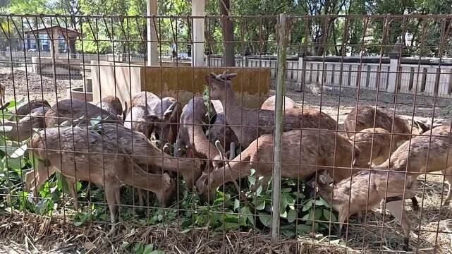 Deer grazing behind fence at outdoor enclosure in tropical park setting, natural wildlife scene