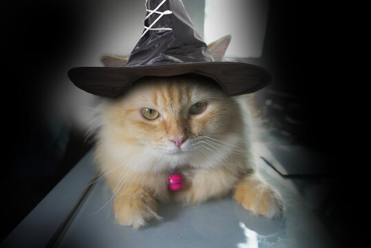 The little cat in the witch's hat fits the Halloween atmosphere perfectly.