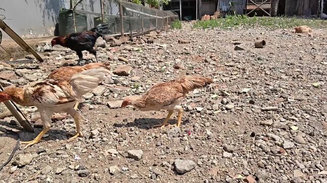 Chickens foraging on dry rocky ground in tropical outdoor setting, natural daylight