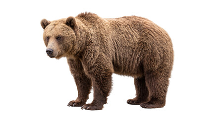 Naklejka premium Brown grizzly bear standing png isolated on transparent background