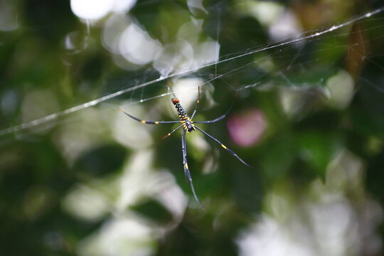 A large spider hangs on its web outdoors.