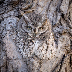 Obraz premium Eastern Screech-owl perched