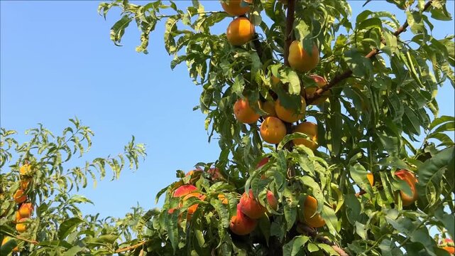 Adult arm reaching into a peach tree to gather ripe fruit in an orchard, manual harvest, fresh produce, summer farming, rural lifestyle.