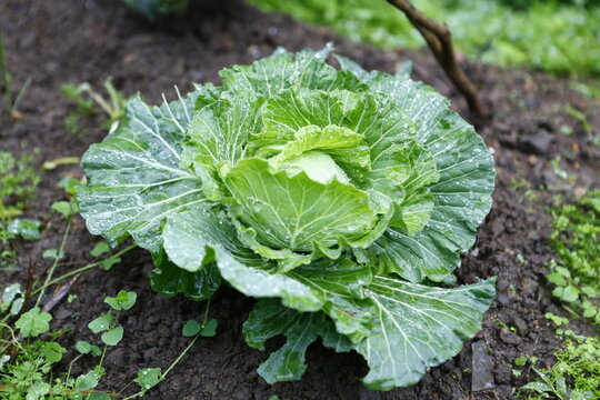 A fresh cabbage grows in rich soil with water drops.