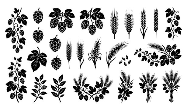 Hop Cones and Barley Stalk Silhouette Vector Collection