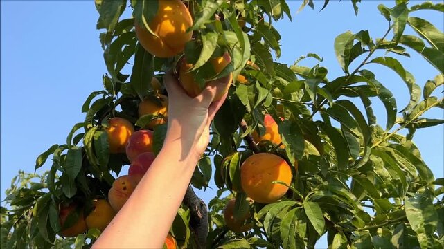Adult hand reaching upward to pick peaches from a fruit tree in a sunny orchard, manual harvest, fresh produce, summer farming, natural agriculture.