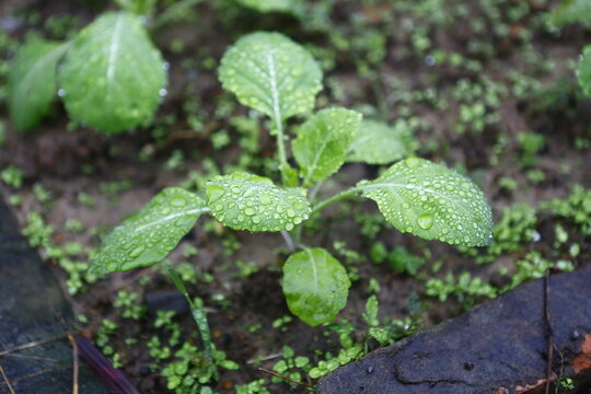 A young vegetable seedling grows in wet soil.