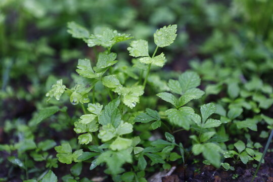 Fresh green sprouts grow with water drops.