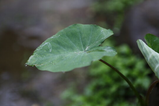 Water drops rest on a green leaf.