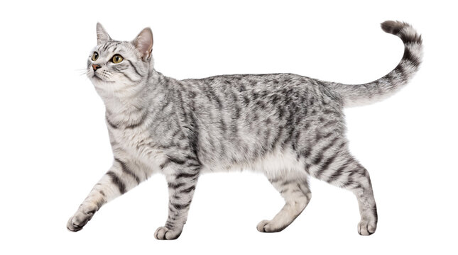 Silver tabby cat walking with tail up on transparent png isolated on transparent background