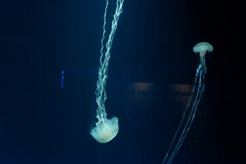 jellyfish aquarium magical color soft emerald dark blue background © starblueming