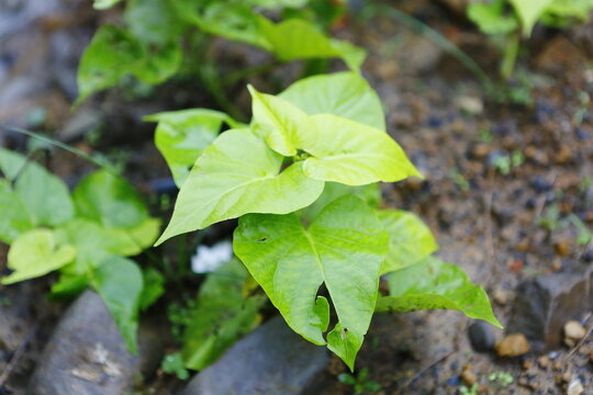 Fresh green leaves grow in soil.