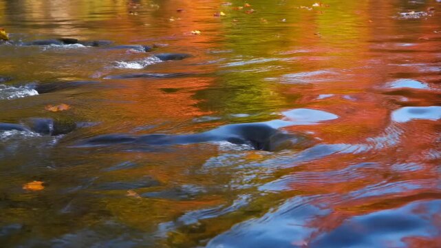Autumn Foliage Reflections on River Surface 4K Generative AI