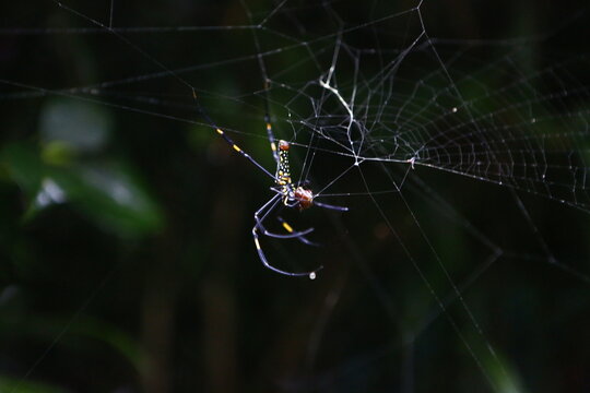 A large spider hangs on its web.
