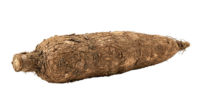 Fresh raw cassava root isolated on white background. Whole brown yuca tuber with textured skin. Organic manioc vegetable for cooking.