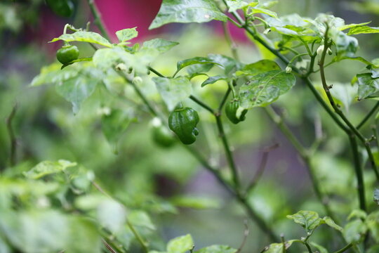 Green chili peppers grow on a plant.