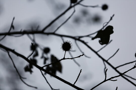 Spiky seed pods hang on bare branches.