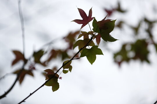 Maple leaves grow on a bare branch.