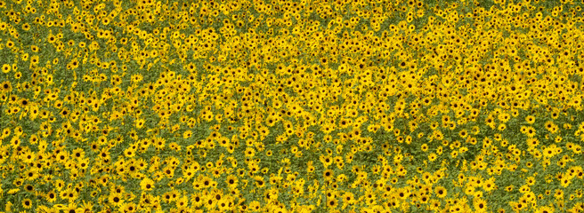 Obraz premium Background of yellow flowers