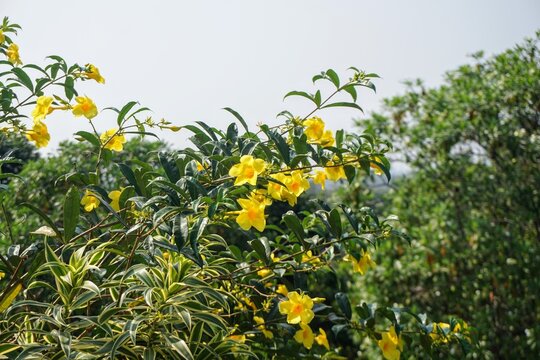 Bright yellow allamanda flowers blooming beautifully among green foliage in a tropical garden.