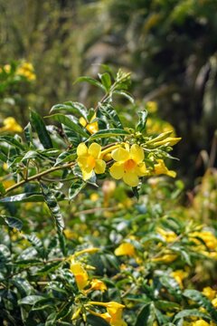 Bright yellow allamanda flowers blooming beautifully among green foliage in a tropical garden.