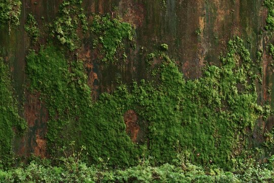 Urban jungle rust surface with mossy oxide patches in deep verdigris for patina material backdrops