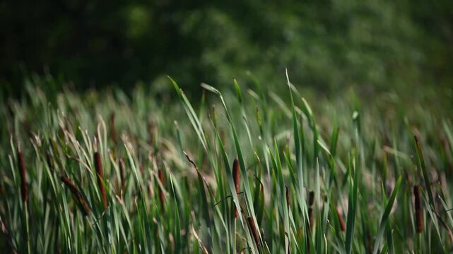 Close-up of wild grasses at McKee-Beshers Wildlife Management Area, Maryland