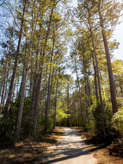 Fototapeta premium Scenic walking path through tall pine trees in South Carolina