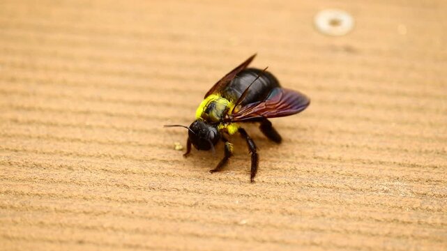 Extreme Close-Up of Large Carpenter Bee (Xylocopa) Resting on
Wooden Surface Showing Detailed Wings and Hairy Thorax
