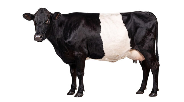 Black and white belted galloway isolated on transparent background