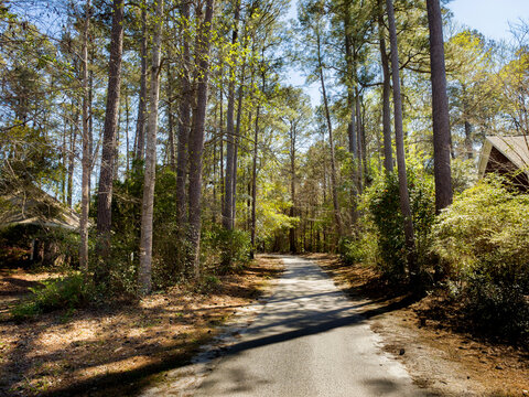 A paved path winds through a sun-dappled pine forest in South Carolina