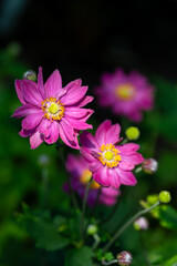 Obraz premium Cheerful pink flower with yellow centers of Curtain Call Pink Japanese Anemone plants blooming in summer, as a nature background 