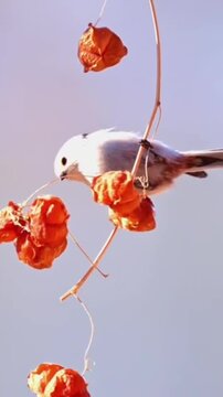 A cute long-tailed tit bird perched on a dried physalis branch in winter