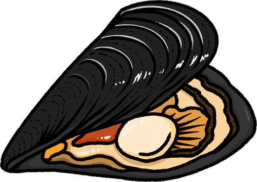 Pen shell