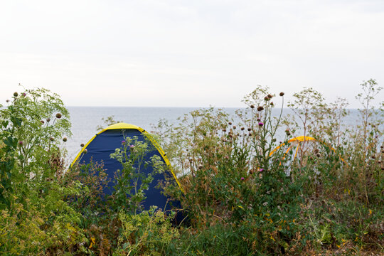 Colorful Camping Tents Among Wildflowers by the Sea