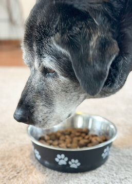 Senior black Labrador eating dry food


