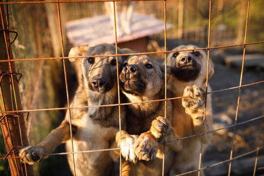 Group of stray pups looking through wire fence together at temporary outdoor shelter