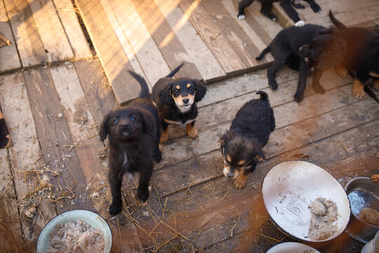 Stray puppies gathered near food bowls during feeding time at temporary outdoor shelter