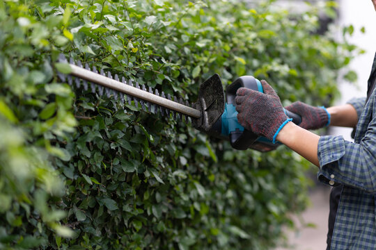 Close up of a gardener wearing protective gloves using an electric hedge trimmer to maintain and shape green shrubs in a garden.