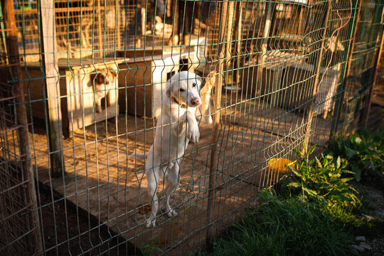 Stray dog standing with paws on wire fence looking at camera at temporary outdoor shelter