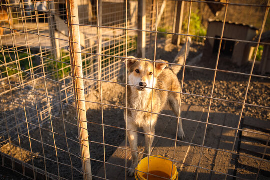 Stray dog standing at wire fence looking out at temporary outdoor shelter