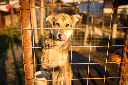 Stray dog standing alert at wire fence at temporary outdoor shelter