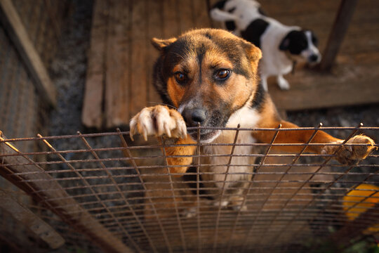 Close up of stray dog with paws on wire fence at temporary outdoor shelter