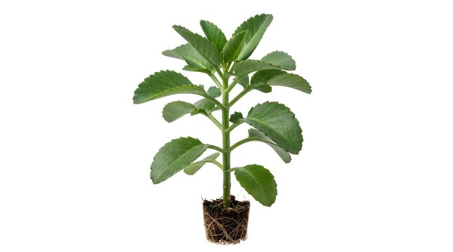 Kalanchoe Pinnata Whole Plant with Roots, Miracle Leaf Medicinal Herb Isolated on White