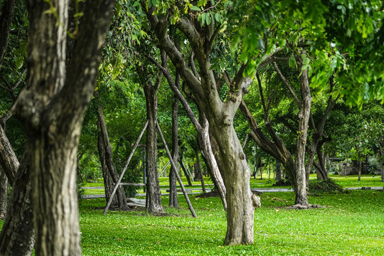 Beautiful green trees with wooden supports in a peaceful public park.