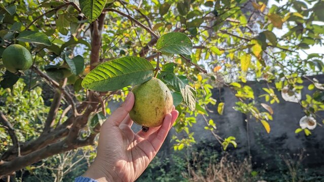 A person's holding green yellowing guava fruit in the garden.