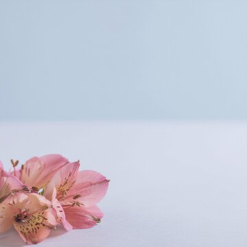 Flmboyant　ホウオウボク
