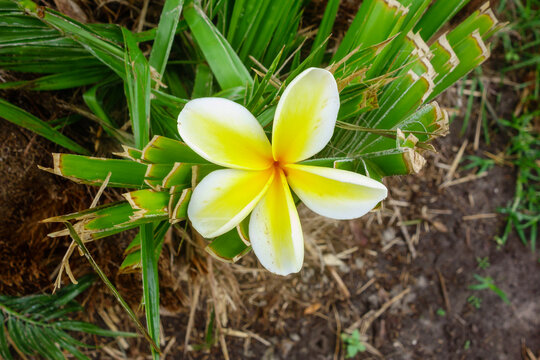 Close-up of a vibrant yellow and white plumeria blossom resting against textured green garden foliage
